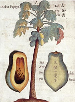 Papaya Tree, from Boy's Flora Sinensis