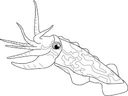 Cuttlefish (Ika)