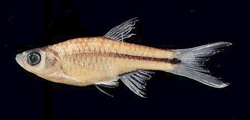Fish Specimen (Rasbora Johannae, Siebert and Guiry 1996, from the Barito River in Indonesia, in case you wondered)